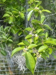 Eugenia axillaris