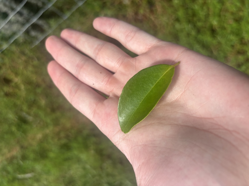 Eugenia axillaris; photograph (c) Kristály Cravens-Liszak, some rights reserved (CC BY)