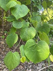 Cercis canadensis canadensis