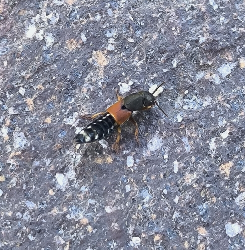 Platydracus stercorarius