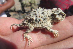 Phrynosoma goodei