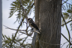 Pyrocephalus rubinus obscurus