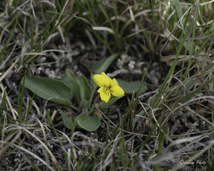 Viola vallicola