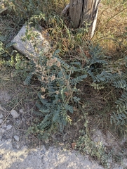 (c) Islam Galymzhanov, some rights reserved (CC BY) Sophora alopecuroides, photograph (c) Islam Galymzhanov, some rights reserved (CC BY)