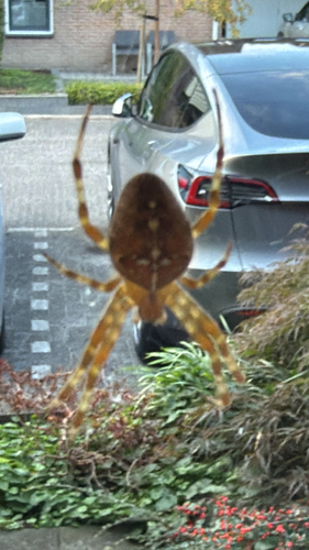 Cross Orbweaver