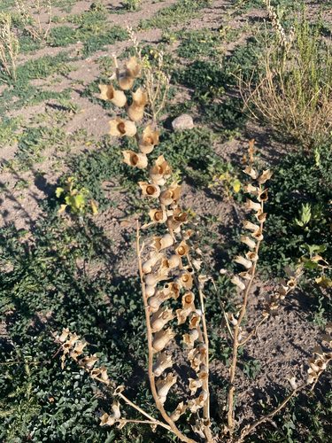 black henbane