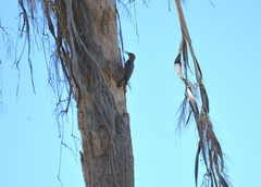 Melanerpes uropygialis