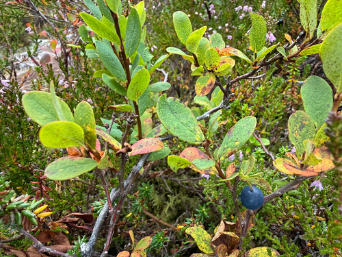 bog bilberry