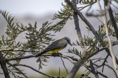 Tyrannus melancholicus