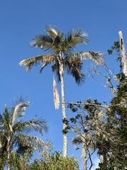 Ceroxylon ceriferum