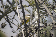 Tyrannus melancholicus