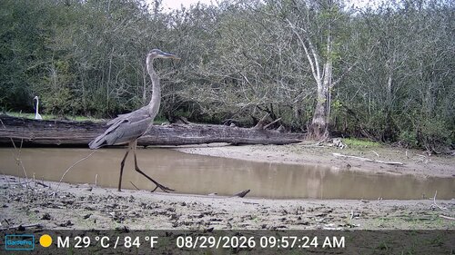 Great Blue Heron