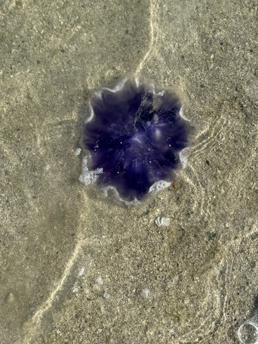 Blue Jelly