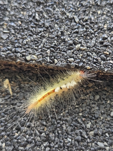 White-marked Tussock Moth