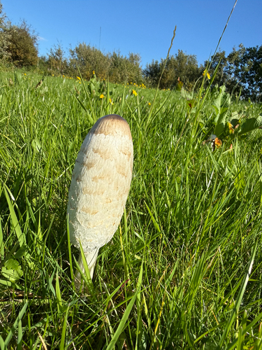 Shaggy Mane