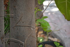 Urosaurus nigricauda