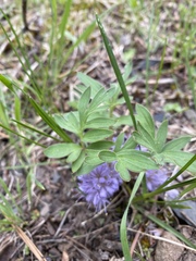 Hydrophyllum capitatum