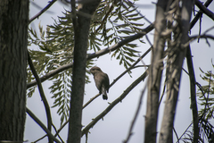 Pyrocephalus rubinus obscurus