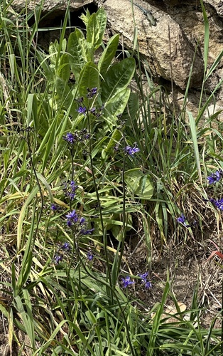 Pasithea caerulea, photograph 4