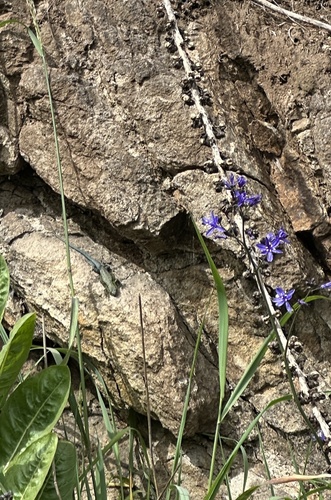 Pasithea caerulea, photograph 5
