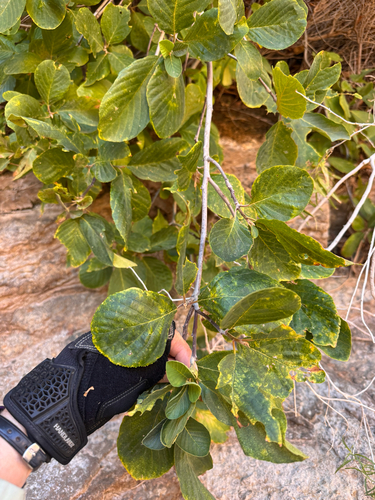 Frangula betulifolia, photograph 2