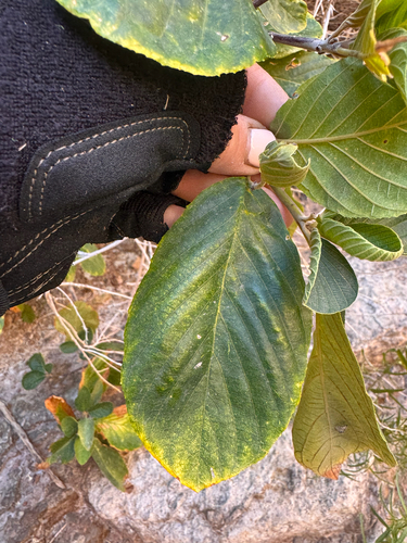 Frangula betulifolia