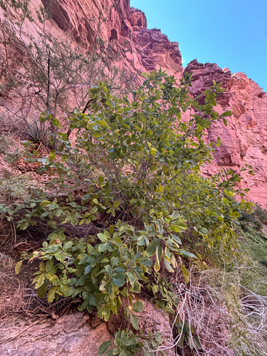 Frangula betulifolia, photograph 3