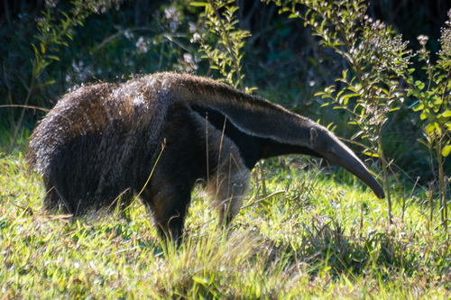 Giant Anteater