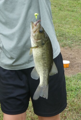 Largemouth Bass
