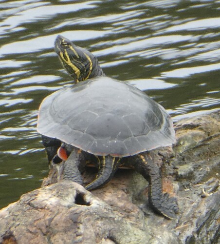 Painted Turtle