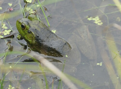American Bullfrog