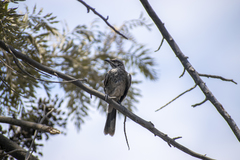 Mimus longicaudatus