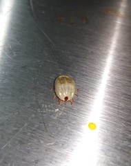 Rhipicephalus microplus