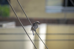 Molothrus bonariensis