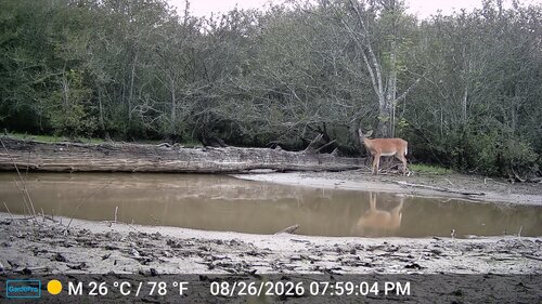 White-tailed Deer