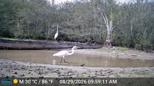 Great Egret