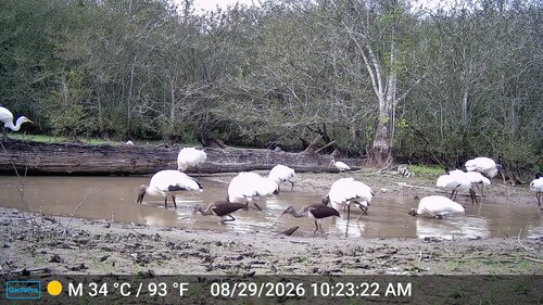 White Ibis