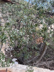 Rhus virens, photograph (c) Alex Doyle, some rights reserved (CC BY)