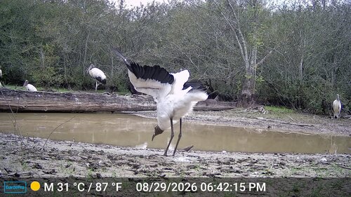 Wood Stork
