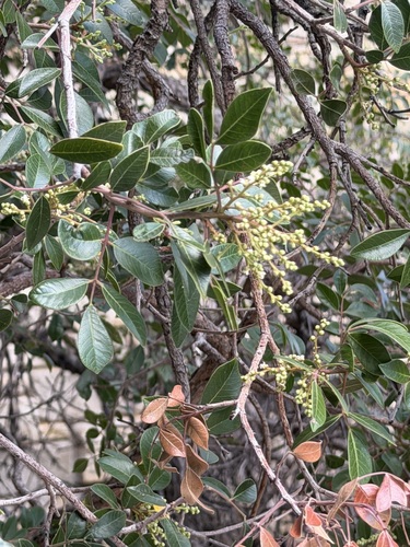 Rhus virens, photograph 5