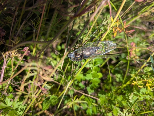 Northern Dog-day Cicada