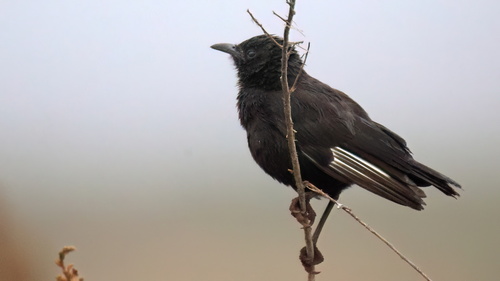 iNaturalist image
