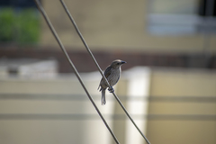 Molothrus bonariensis