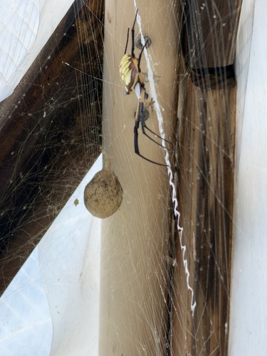 Yellow Garden Spider