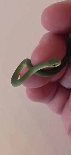 Rough Greensnake