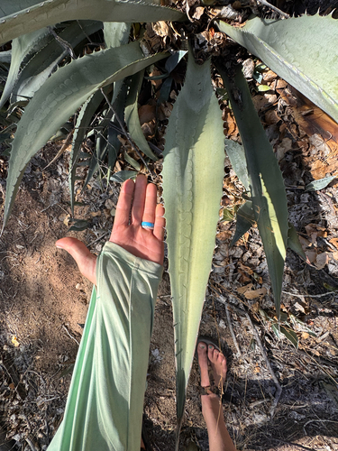 Agave phillipsiana