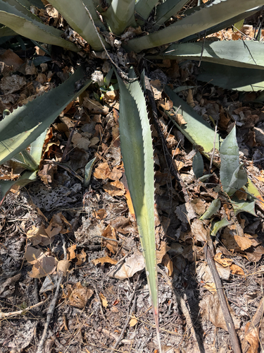 Agave phillipsiana