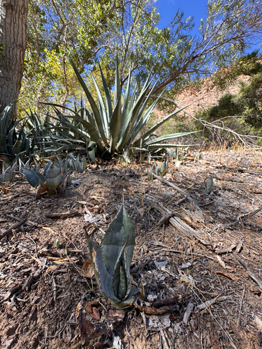 Agave phillipsiana