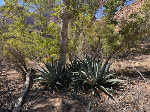 Agave phillipsiana
