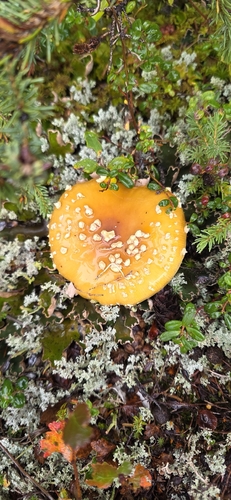 Fly Agaric